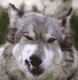   steppenwolf